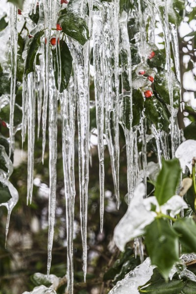 Icicles on holly plant