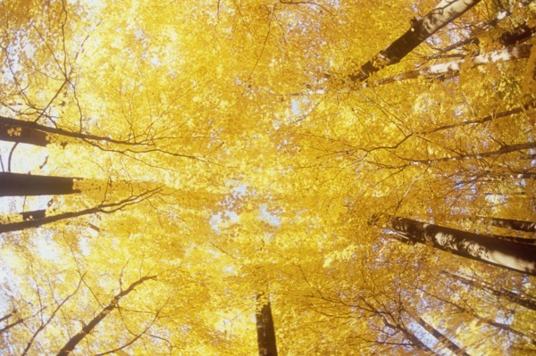 Low angle view of Maple trees in Autumn
