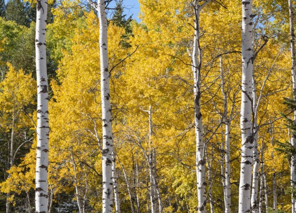 Aspen tree with yellow leaves in Autumn