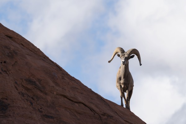 Bighorn sheep (Ovis canadensis) on rock