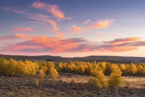 Aspen trees in landscape at sunset