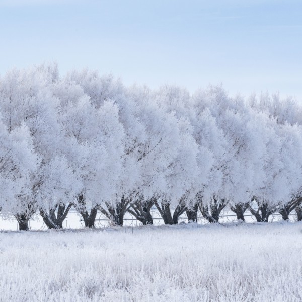 Row of frosty trees in winter