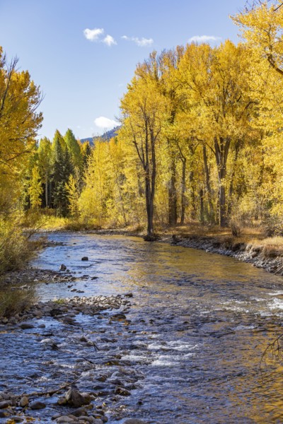 Big Wood River flowing through autumn forest