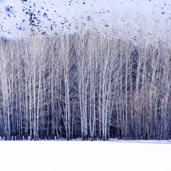Aspen trees in winter