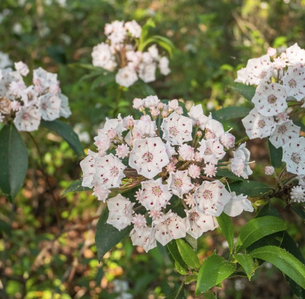Mountain Laurel (Kalmia latifolia) blooming