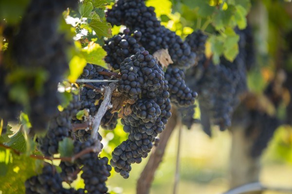 Red grapes on vine