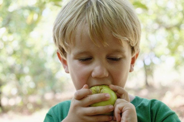 Portrait of boy eating green apple on fruit farm