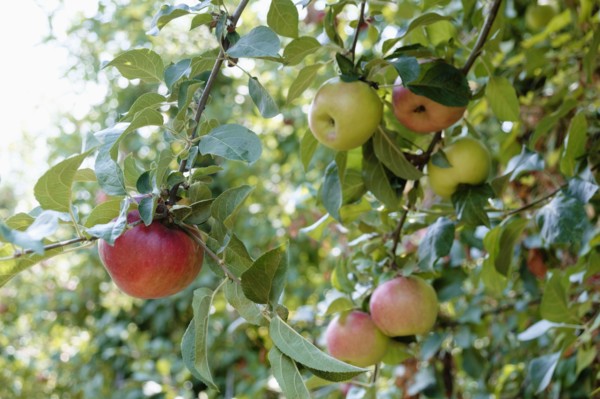 Ripe apples on orchard tree on fruit farm