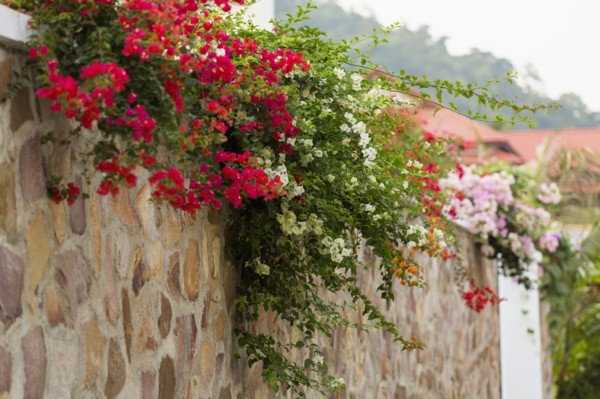 Wall with colorful flowers