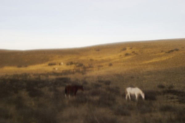 Horses on hillside