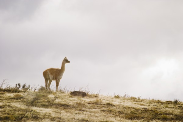 Guanaco on hillside