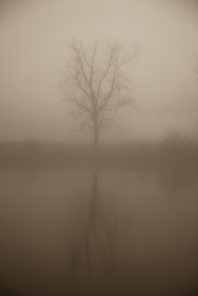 Tree in mist