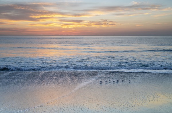 Small shore birds walking along beach at sunrise