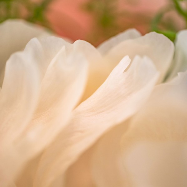 Extreme close-up of peach colored chrysanthemum petals