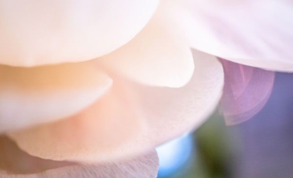 Extreme close-up of pale pink chrysanthemum petals