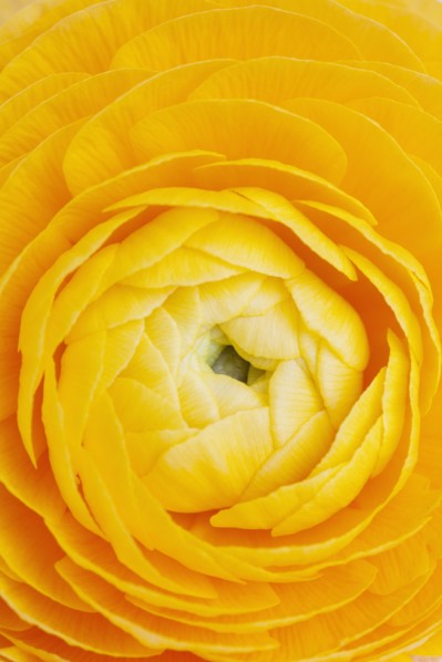 Extreme close-up of yellow ranunculus flower