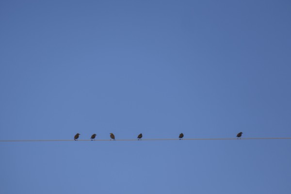 Starlings perching on cable wire against blue sky
