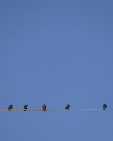 Starlings perching on cable wire against blue sky