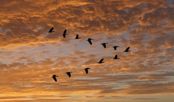 Egyptian Goose (Alopochen aegyptiaca) flying in V-formation against clouds at sunset