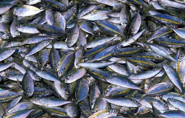 Heap of fresh fish