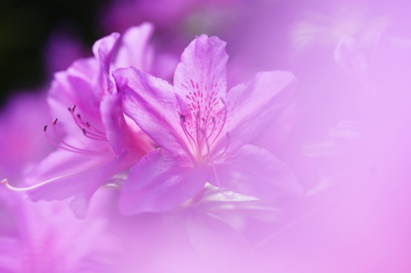 Close-up of pink azalea flowers