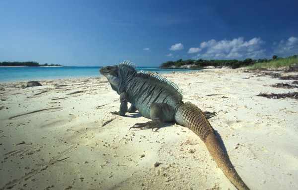 Turks and Caicos