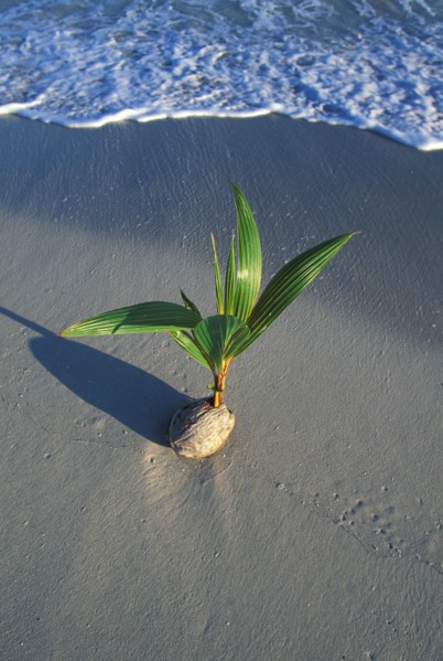 Jamaica