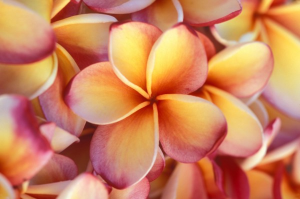 Close-up of frangipani flowers