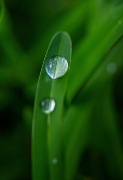Close-up of water drops on grass