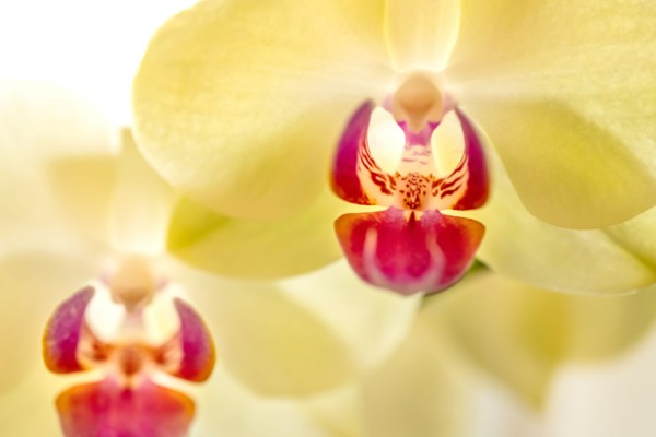 Close-up of orchids