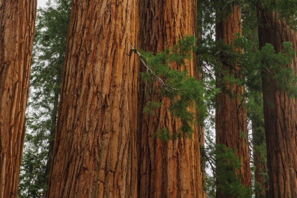 Usa, California, Sequoias in forest