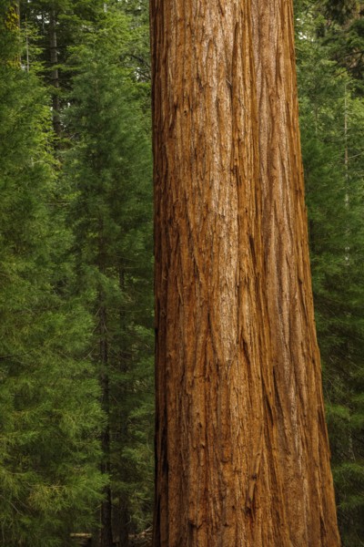 Usa, California, Close-up of sequoia trunk
