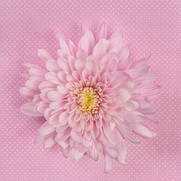 Pink Chrysanthemum on pink background