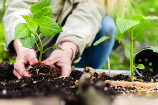 Woman planting seedling