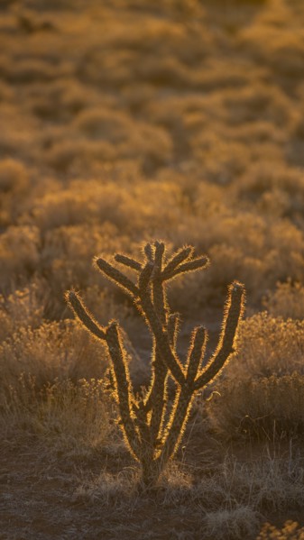 Usa, New Mexico, Santa Fe, El Dorado, Cholla Cactus in backlit in desert landscape at sunset