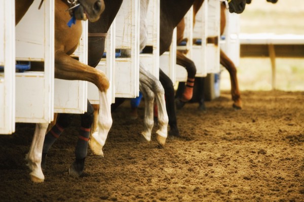 Legs of race horses taking their first step out of starting gate during race