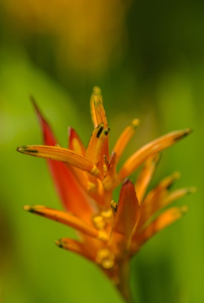 Close-up of Heliconia flower