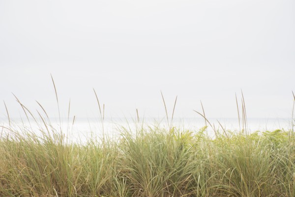 Marram grass and Atlantic Ocean from dunes