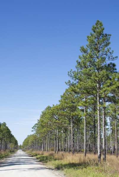 Dirt road through Longleaf Pine forest