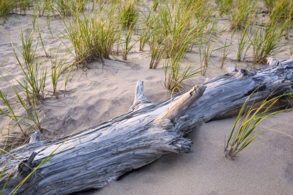 Driftwood on beach with grass