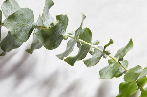 Close-up of eucalyptus leaves on white background