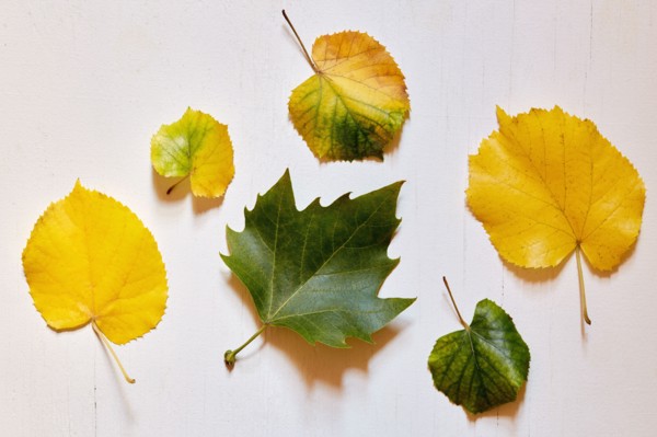Studio shot of assorted leaves