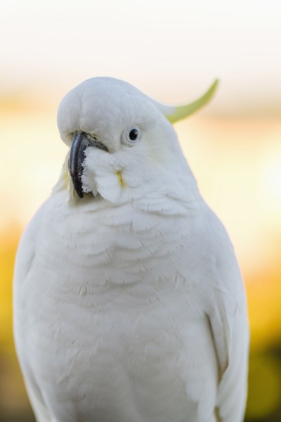 Sulphur-crested cockatoo