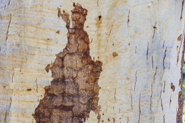 Close-up of textured tree trunk