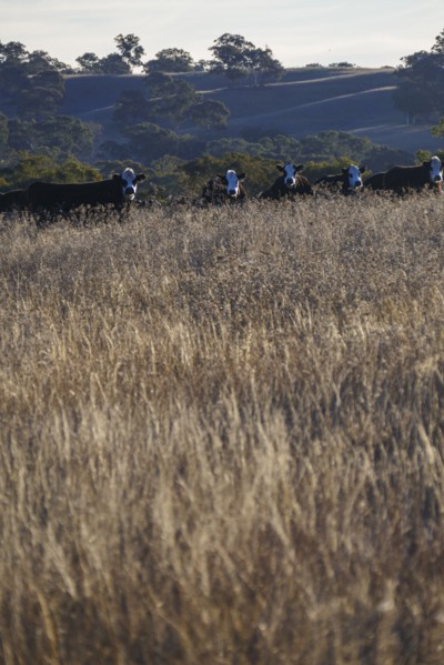Herd of cows in pasture