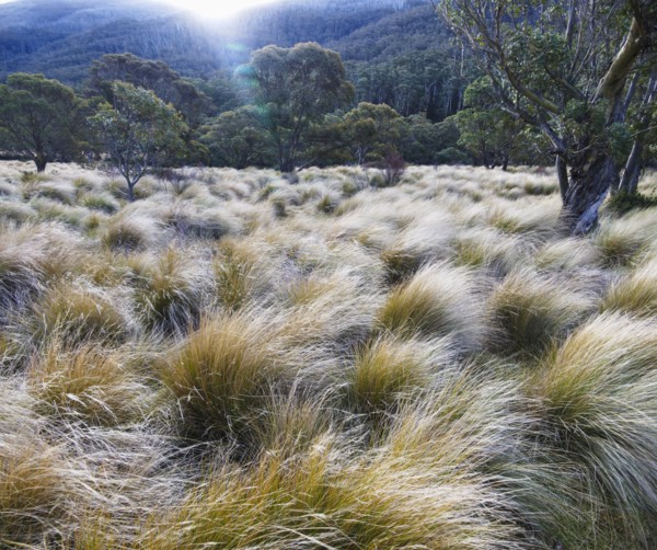 Kosciuszko National Park