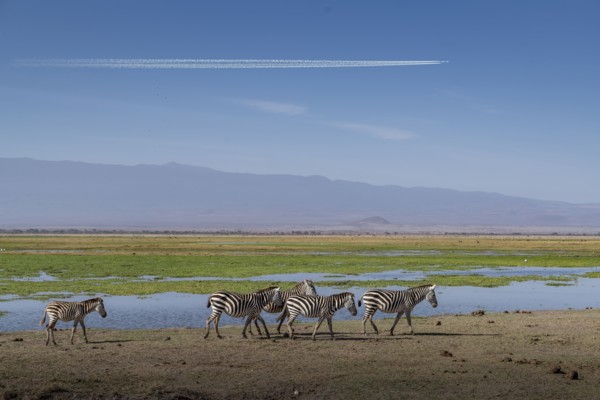 Zebras walking by pond