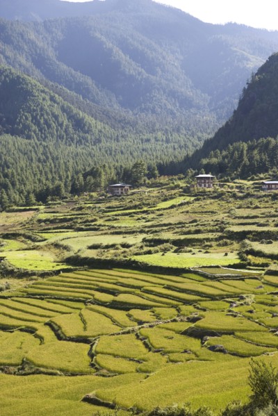Rice fields in valley in Himalayas