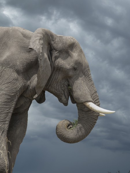 Lone elephant