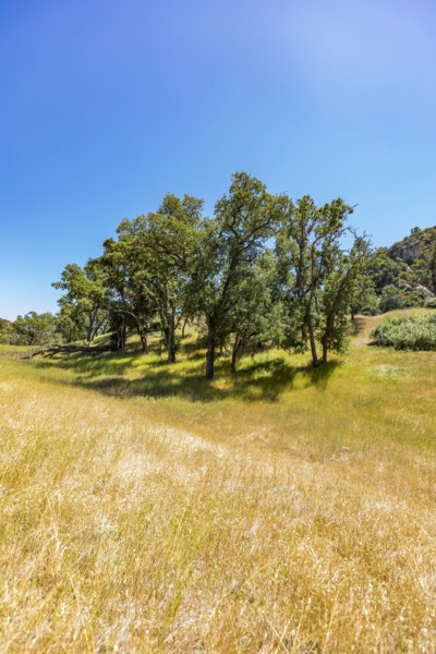 Golden grasses and oak trees